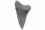 Fossil Mako Tooth - Lee Creek (Aurora), NC #220145-1